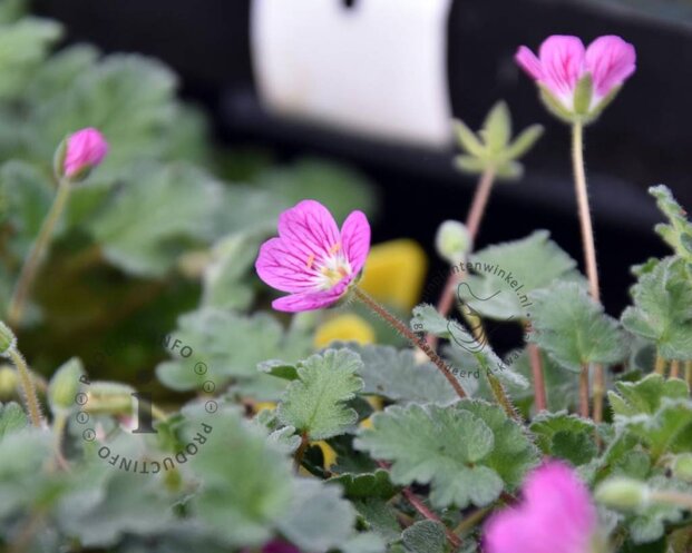 Erodium x variabile 'Bishop's Form'