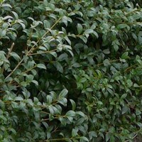 Overige haagplanten
