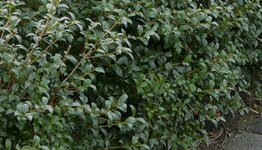 Overige haagplanten image