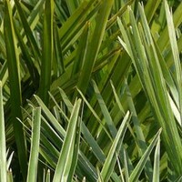 Palmbomen
