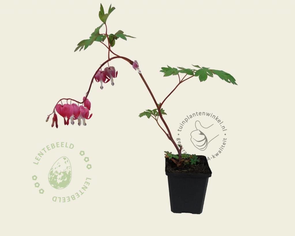 Dicentra spectabilis