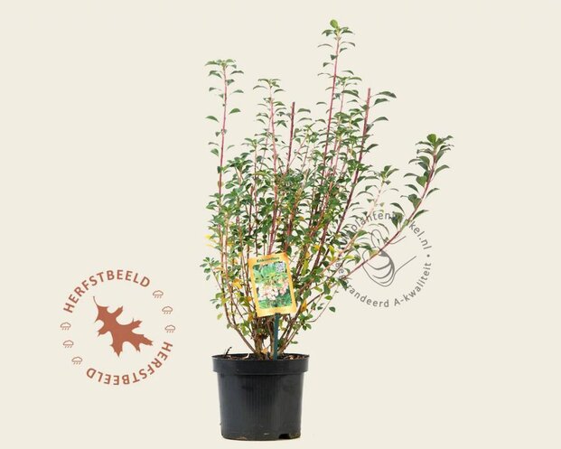 Enkianthus campanulatus