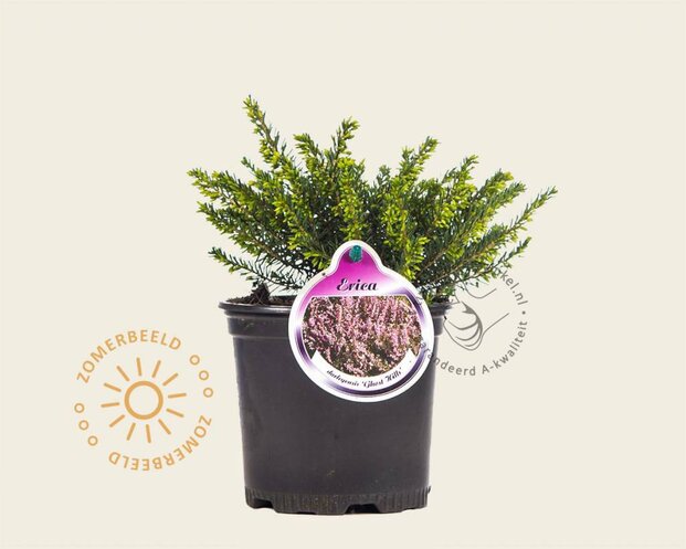 Erica darleyensis 'Ghost Hills'