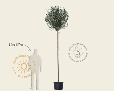 Prunus eminens 'Umbraculifera' - 225 cm stam