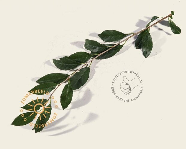 Prunus eminens 'Umbraculifera' - 225 cm stam