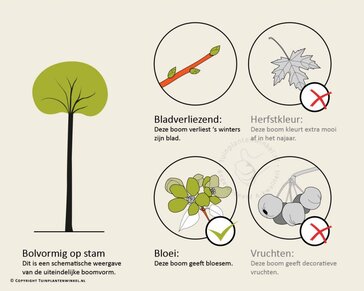 Prunus eminens 'Umbraculifera' - 225 cm stam