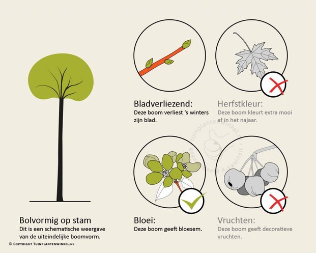 Prunus eminens 'Umbraculifera' - 225 cm stam