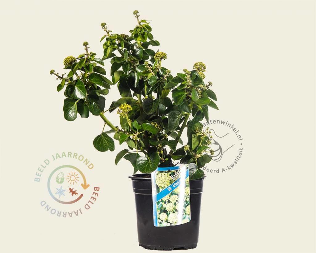 Hedera helix 'Arbori Compact'