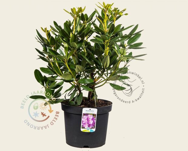 Rhododendron catawbiense 'Grandiflorum'
