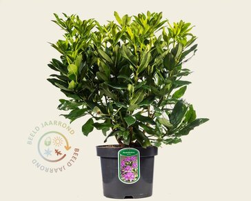 Rhododendron ponticum