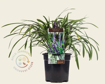 Liriope muscari 'Lilac Wonder' image