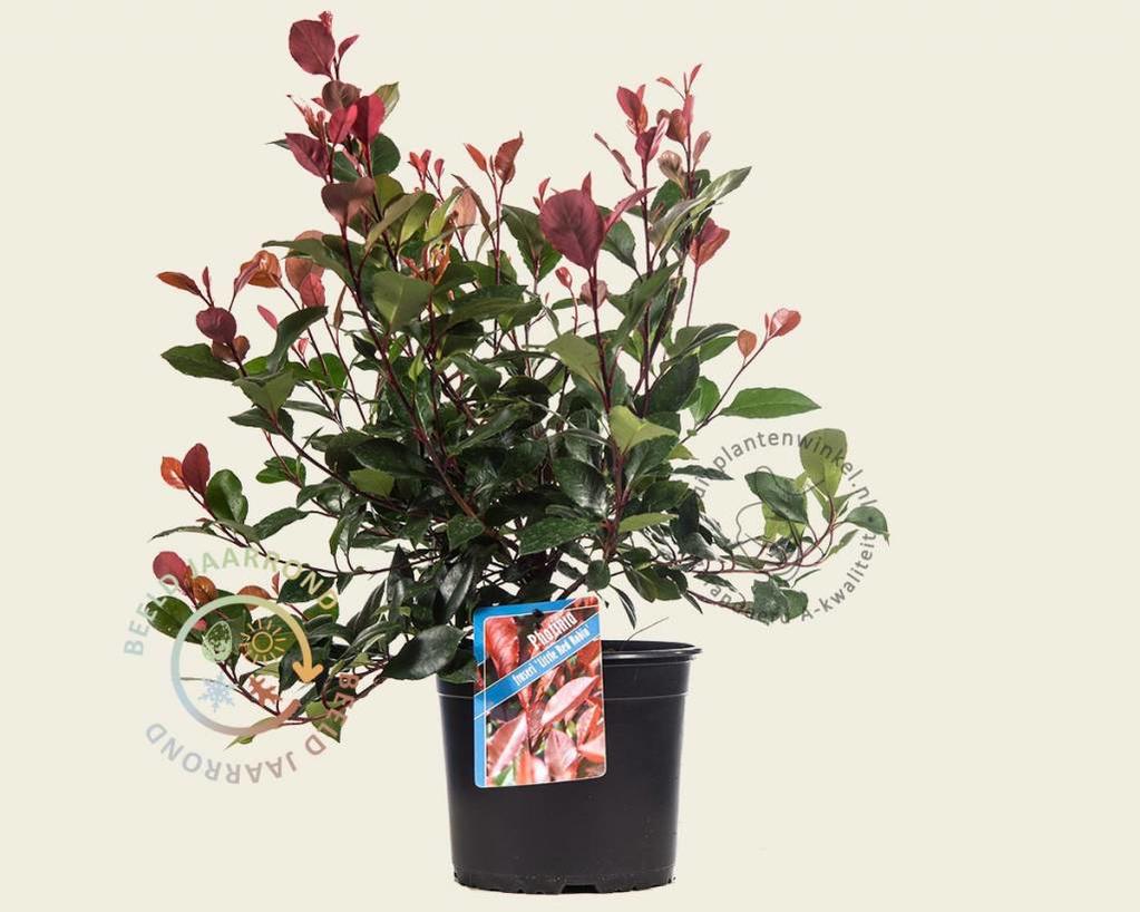 Photinia fraseri 'Little Red Robin'