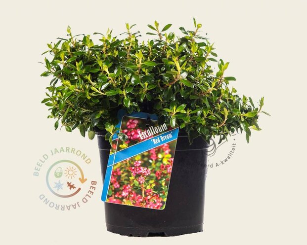 Escallonia 'Red Dream'