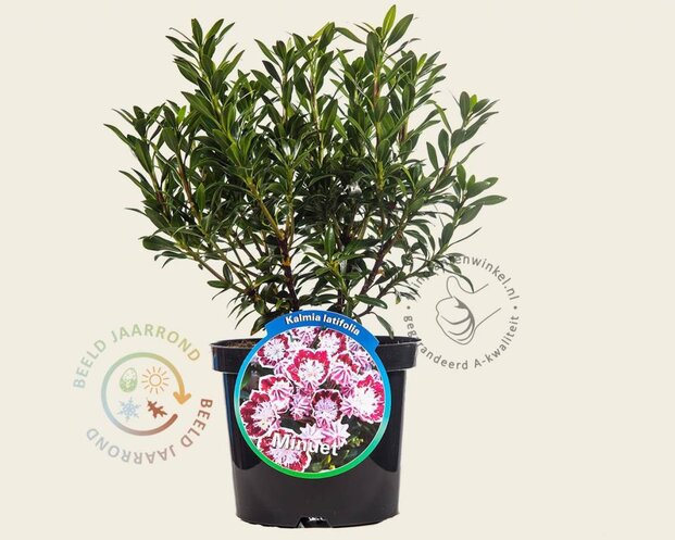 Kalmia latifolia 'Minuet'