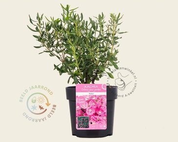 Kalmia angustifolia 'Rubra'