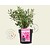 Kalmia angustifolia 'Rubra'
