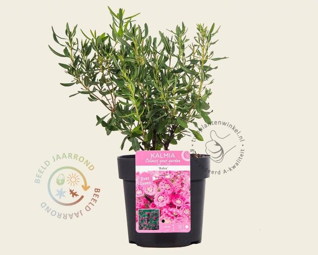Kalmia angustifolia 'Rubra'