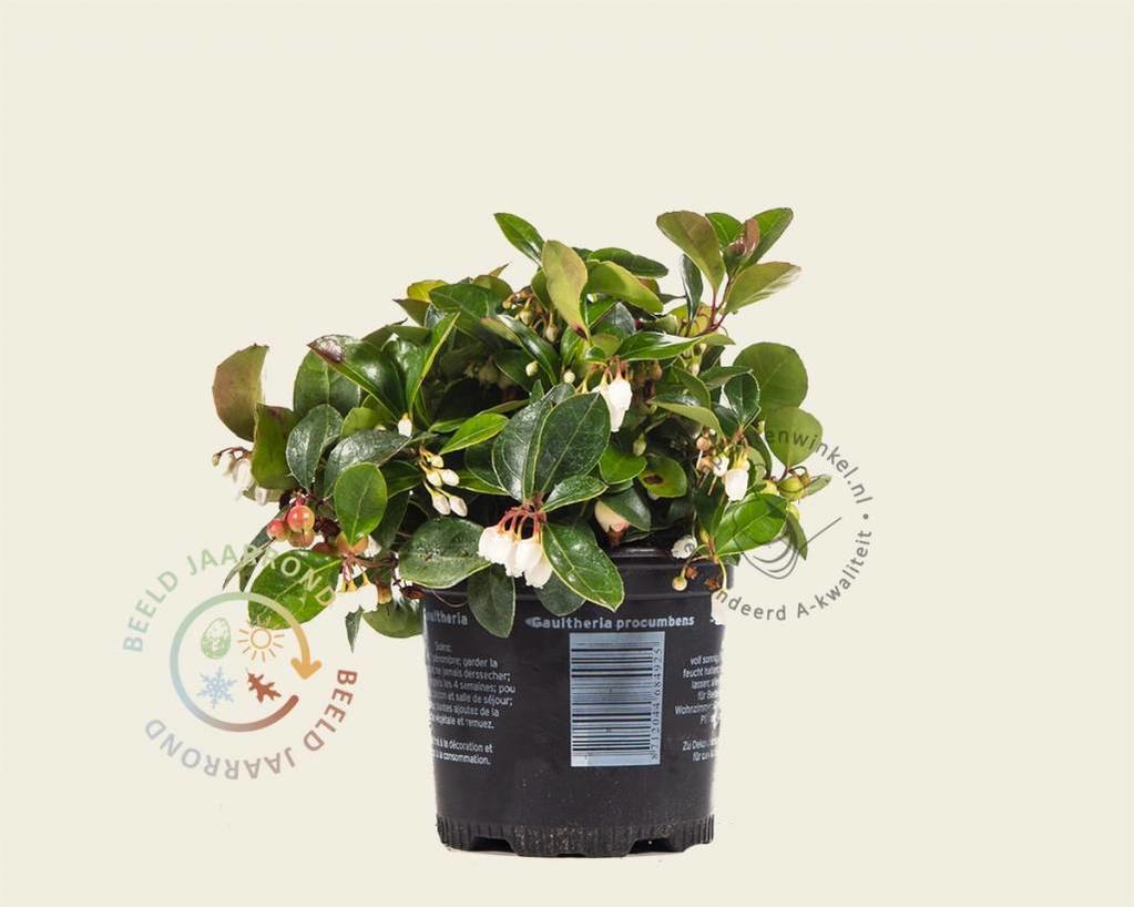 Gaultheria procumbens