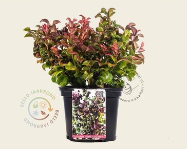 Leucothoe axillaris 'Curly Red'