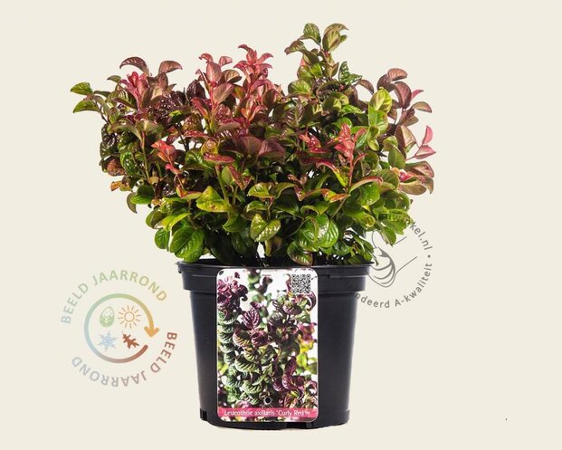 Leucothoe axillaris 'Curly Red'
