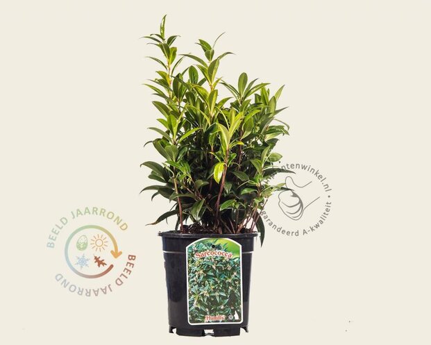 Sarcococca hookeriana var 'Humilis'