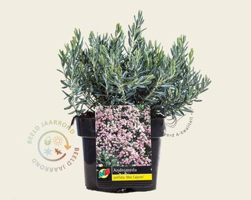 Andromeda polifolia 'Blue Lagoon'