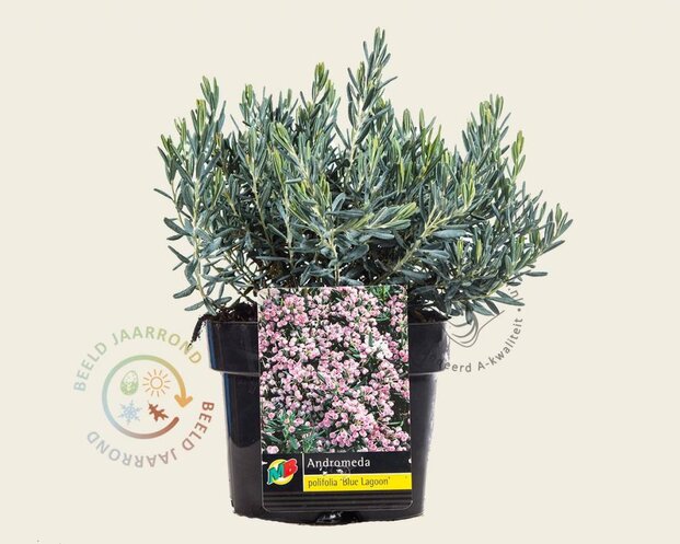 Andromeda polifolia 'Blue Lagoon'