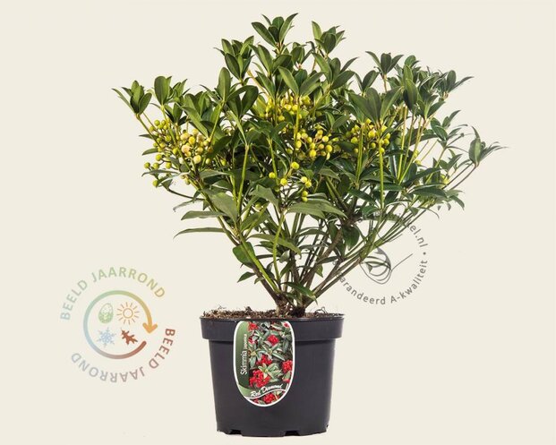 Skimmia japonica 'Red Diamond'