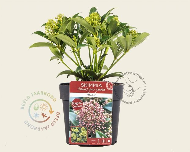 Skimmia japonica 'Marlot'