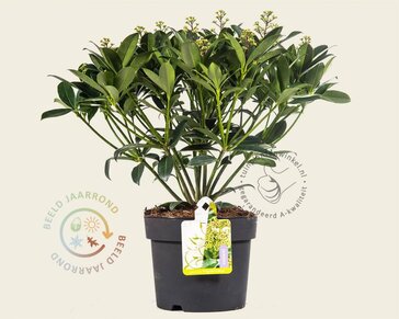 Skimmia japonica 'Fragrant Cloud'