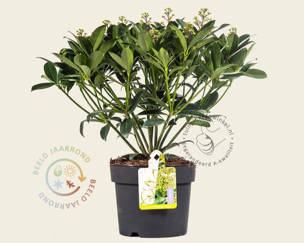 Skimmia japonica 'Fragrant Cloud'