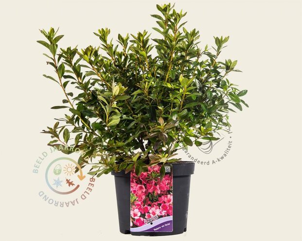 Rhododendron Azalea 'Madame van Hecke'
