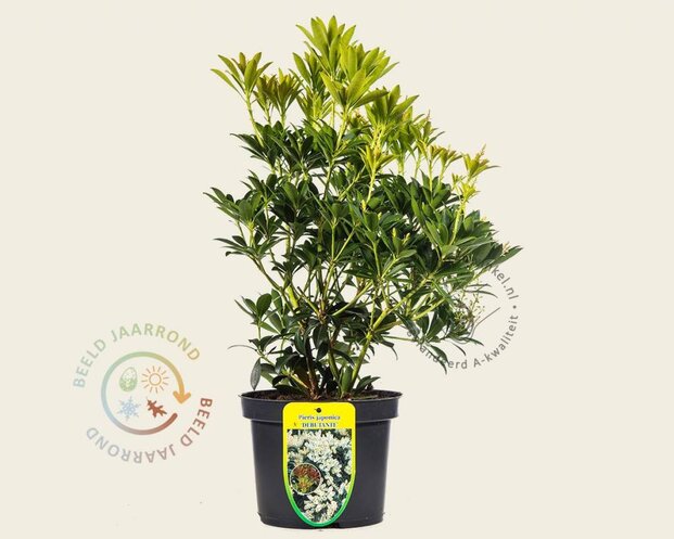 Pieris japonica 'Debutante'