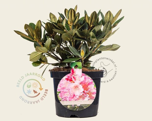 Rhododendron yakushimanum 'Dreamland'