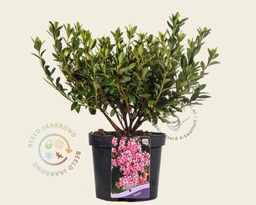 Rhododendron Azalea 'Silvester'