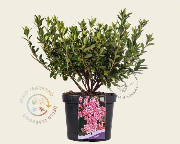 Rhododendron Azalea 'Silvester'