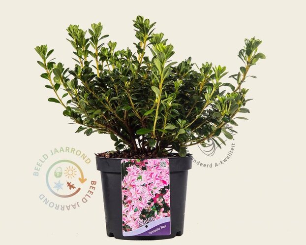 Rhododendron Azalea 'Kermesina Roze - Wit'