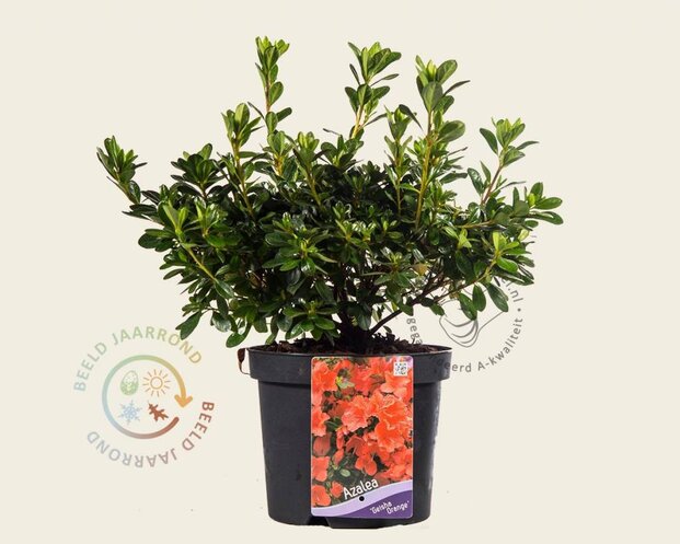 Rhododendron Azalea 'Geisha Orange'
