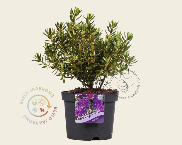 Rhododendron 'Azurika'