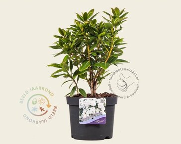Rhododendron 'Dora Amateis'
