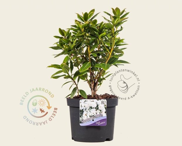 Rhododendron 'Dora Amateis'