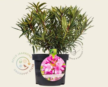 Rhododendron ponticum 'Graziella'