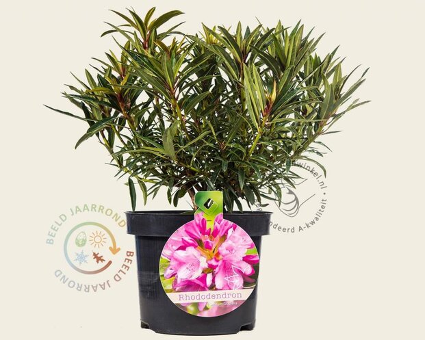Rhododendron ponticum 'Graziella'