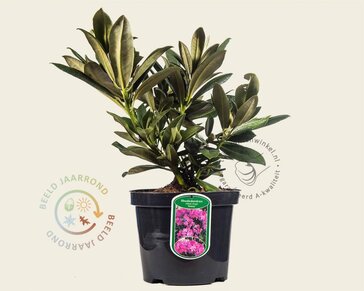 Rhododendron yakushimanum 'Sneezy'