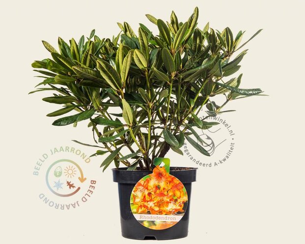 Rhododendron 'Tortoiseshell Orange'