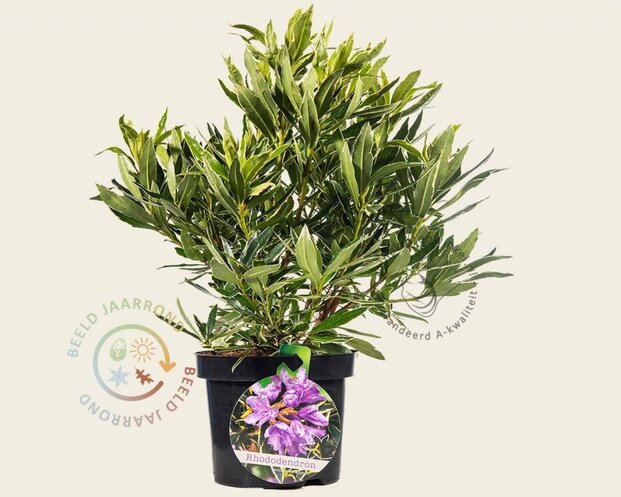 Rhododendron ponticum 'Variegatum'