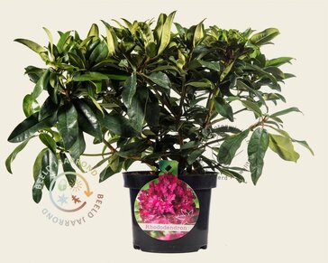 Rhododendron 'Marie Forte'