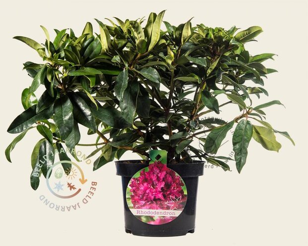 Rhododendron 'Marie Forte'