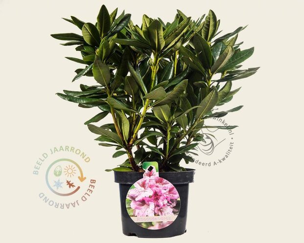 Rhododendron 'Cosmopolitan'