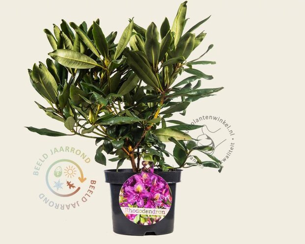 Rhododendron 'Marcel Menard'